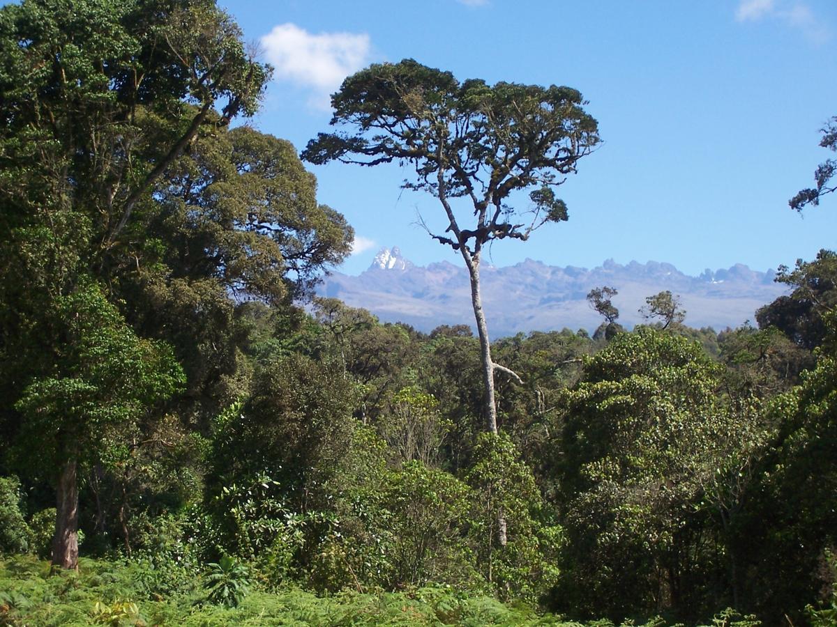 Castle Forest Lodge Mount Kenya National Park Εξωτερικό φωτογραφία