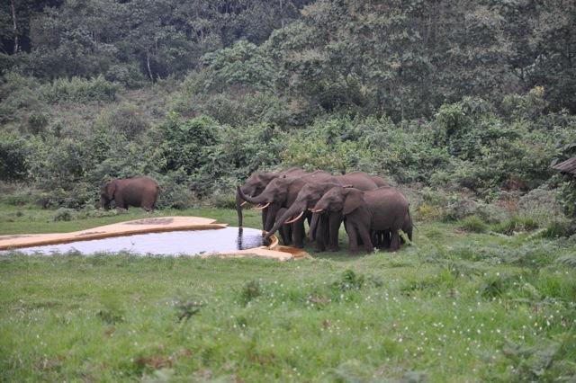 Castle Forest Lodge Mount Kenya National Park Εξωτερικό φωτογραφία